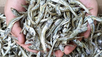 놓치면 후회! 고주바 솔직 후기 & 꿀팁 대방출 🍯